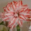 Amaryllis Double Dancing Queen -Fleurs & Plantes Soldes Boutique amaryllis double dancing queen 56962 1