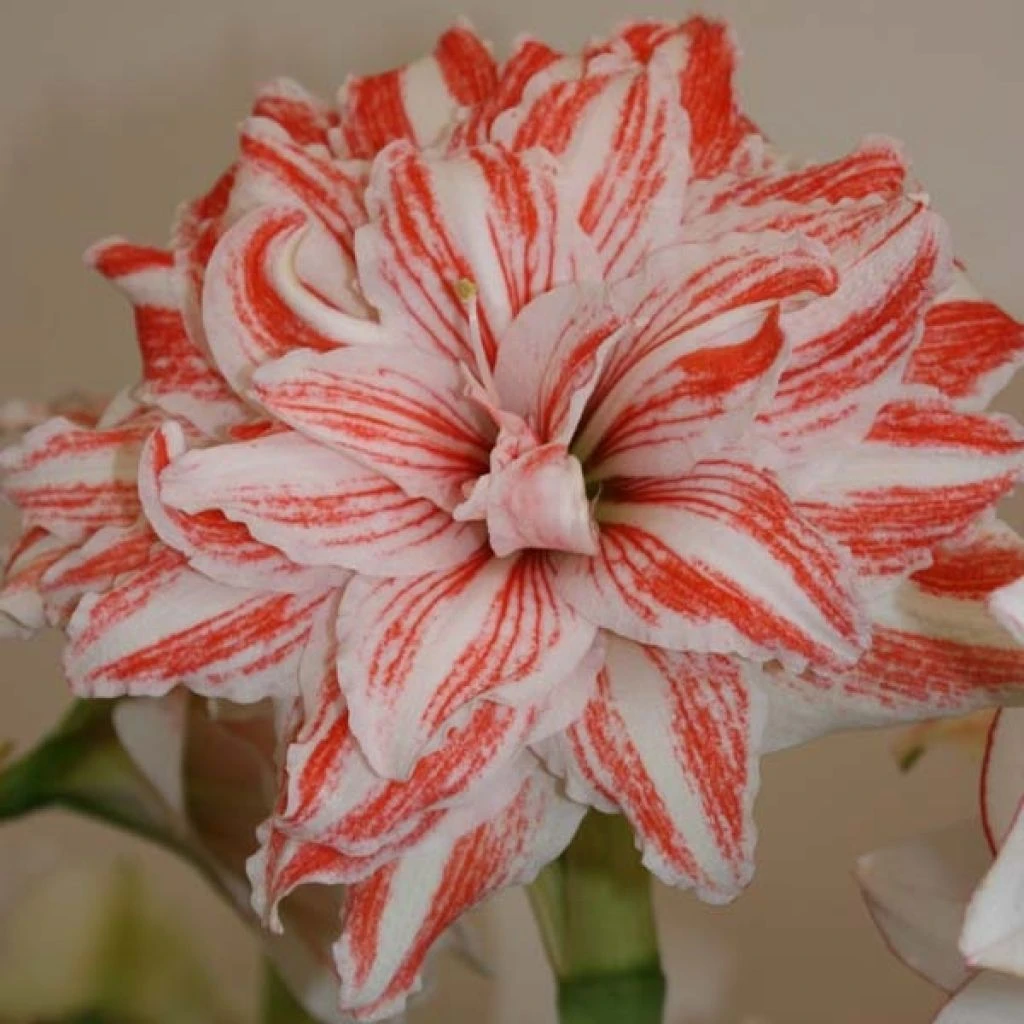 Amaryllis Double Dancing Queen 3 Amaryllis Double Dancing Queen