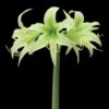 Amaryllis Evergreen 1 Amaryllis Evergreen -Fleurs & Plantes Soldes Boutique amaryllis evergreen 56967 1