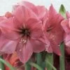 Amaryllis Hercule -Fleurs & Plantes Soldes Boutique amaryllis hercule 56618 1