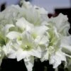 Amaryllis Double Ice Queen -Fleurs & Plantes Soldes Boutique amaryllis ice king 56647 1