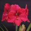 Amaryllis Lagoon 1 Amaryllis Lagoon -Fleurs & Plantes Soldes Boutique amaryllis lagoon 56701 1