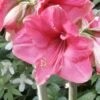 Amaryllis Pink Surprise -Fleurs & Plantes Soldes Boutique amaryllis pink sensation 56961 1