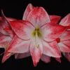 Amaryllis Spotlight* -Fleurs & Plantes Soldes Boutique amaryllis spotlight 56702 1