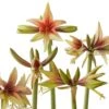 Amaryllis Wild Amazone - Hippeastrum -Fleurs & Plantes Soldes Boutique amaryllis wild amazone hippeastrum copyright 15926 1