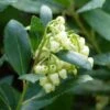 Arbutus Unedo Compacta - Arbousier 1 Arbutus Unedo Compacta - Arbousier -Fleurs & Plantes Soldes Boutique arbutus unedo compacta 83240 3