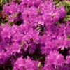 Azalée Du Japon Purple Splendor - Rhododendron Hybride -Fleurs & Plantes Soldes Boutique azal e du japon purple splendor 1008481 1 1 1