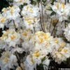 Azalée De Chine Mount Rainier - Rhododendron Hybride -Fleurs & Plantes Soldes Boutique azalee MOUNT RAINIER 80470 1