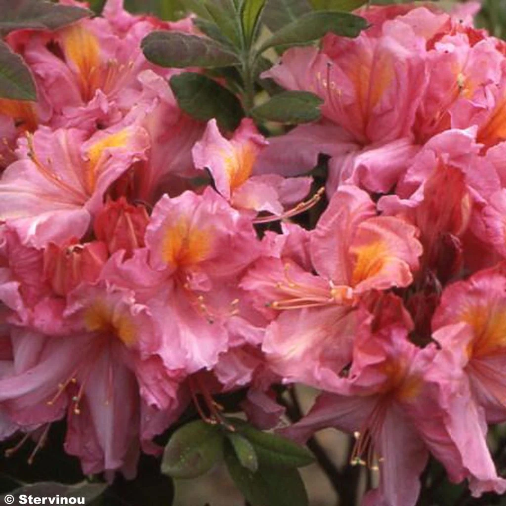 Azalée De Chine Berry Rose - Rhododendron Hybride 3 Azalée De Chine Berry Rose - Rhododendron Hybride