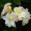 Azalée De Chine Cannon's Double - Rhododendron Hybride -Fleurs & Plantes Soldes Boutique azalee de chine cannon s double 781685 3