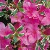 Azalée Du Japon Silver Queen - Rhododendron Hybride -Fleurs & Plantes Soldes Boutique azalee silver queen 781703 1