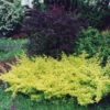 Berberis Thunbergii Golden Carpet - Epine-vinette 1 Berberis Thunbergii Golden Carpet - Epine-vinette -Fleurs & Plantes Soldes Boutique berberis thunbergii golden carpet 83960 2