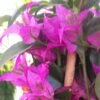 Bougainvillier Glabra Sanderiana -Fleurs & Plantes Soldes Boutique bougainvillee glabra sanderiana 87011 1