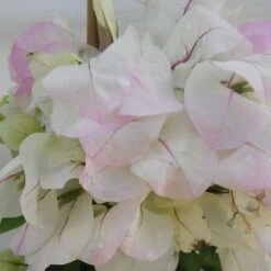 Bougainvillier Spectabilis Blanc-rose