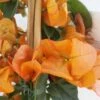 Bougainvillier Spectabilis Orange -Fleurs & Plantes Soldes Boutique bougainvillee spectabilis orange 87007 3