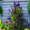 Buddleia Davidii Butterfly Tower - Arbre Aux Papillons -Fleurs & Plantes Soldes Boutique buddleia davidii butterfly tower 15344 1 1