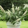 Buddleia White Chip - Arbre Aux Papillons Nain -Fleurs & Plantes Soldes Boutique buddleia ice chip 80061 1