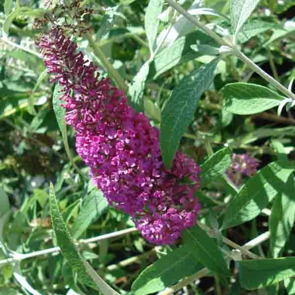 Buddleia Davidii Summer Beauty 3 Buddleia Davidii Summer Beauty