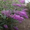Buddleja Davidii Argus Velvet 2 Buddleja Davidii Argus Velvet -Fleurs & Plantes Soldes Boutique buddleja davidii argus velvet 86142 3