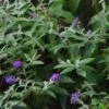 Buddleja Davidii Groovy Grape - Arbre à Papillons -Fleurs & Plantes Soldes Boutique buddleja davidii groovy grape 86242 fe
