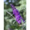 Buddleja Psychedelic Sky - Arbre Aux Papillons -Fleurs & Plantes Soldes Boutique buddleja psychedelic sky 100418 1