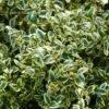 Buis Commun Panaché - Buxus Sempervirens Elegans 1 Buis Commun Panaché - Buxus Sempervirens Elegans -Fleurs & Plantes Soldes Boutique buxus sempervirens elegans 83975 2