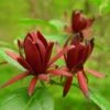 Calycanthus Floridus - Arbre Aux Anémones 1 Calycanthus Floridus - Arbre Aux Anémones -Fleurs & Plantes Soldes Boutique calycanthus floridus 9656 4