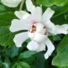 Calycanthus Venus - Arbre Aux Anémones -Fleurs & Plantes Soldes Boutique calycanthus venus 781501 6