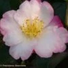 Camélia D'automne - Camellia Sasanqua Fukusutsumi -Fleurs & Plantes Soldes Boutique camelia Fukusutsumi 7987 1