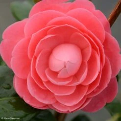 Camélia Valtevareda - Camellia Japonica
