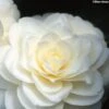 Camélia Classique - Camellia Dahlonega -Fleurs & Plantes Soldes Boutique camellia dahlonega 781679 1
