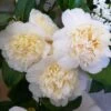 Camélia Classique - Camellia Jurys Yellow 1 Camélia Classique - Camellia Jurys Yellow -Fleurs & Plantes Soldes Boutique camellia jurys yellow 79882 1