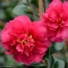 Camelia D'automne - Camellia X Hiemalis Bonanza 1 Camelia D'automne - Camellia X Hiemalis Bonanza -Fleurs & Plantes Soldes Boutique camellia x hiemalis bonanza 81383 2