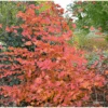 Charme Commun Rockhampton Red - Carpinus Betulus -Fleurs & Plantes Soldes Boutique carpinus rockhampton red min