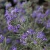 Caryopteris Clandonensis Ferndown - Spirée Bleue 2 Caryopteris Clandonensis Ferndown - Spirée Bleue -Fleurs & Plantes Soldes Boutique caryopteris clandonensis ferndown 86239 1