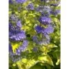Caryopteris Clandonensis Good As Gold - Spirée Bleue 2 Caryopteris Clandonensis Good As Gold - Spirée Bleue -Fleurs & Plantes Soldes Boutique caryopteris clandonensis good as gold 100430 1