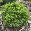 Cryptomeria Japonica Green Pearl - Cèdre Du Japon -Fleurs & Plantes Soldes Boutique cedre du japon green pearl 22974