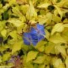 Ceratostigma Willmottianum Sapphire Ring -Fleurs & Plantes Soldes Boutique cerastostigma sapphire ring 80432 1