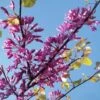 Cercis Siliquastrum - Arbre De Judée -Fleurs & Plantes Soldes Boutique cercis Siliquastrum ld miluz 7583 1