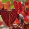 Gainier Du Canada - Cercis Canadensis Red Force 1 Gainier Du Canada - Cercis Canadensis Red Force -Fleurs & Plantes Soldes Boutique cercis canadensis red force copyright 1004381 1 1