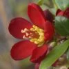 Cognassier Du Japon Hot Fire - Chaenomeles Speciosa -Fleurs & Plantes Soldes Boutique chaenomeles speciosa hot fire 7817 1