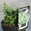 Cyprès Hinoki Du Japon - Chamaecyparis Obtusa Maureen -Fleurs & Plantes Soldes Boutique chamaecyparis obtusa maureen en pot de 2l 3l 1000762 3