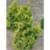 Chamaecyparis Obtusa Rashahiba - Faux Cyprès Hinoki Du Japon 1 Chamaecyparis Obtusa Rashahiba - Faux Cyprès Hinoki Du Japon -Fleurs & Plantes Soldes Boutique chamaecyparis obtusa rashahiba 1002462 1