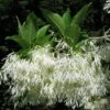 Chionanthus Virginicus - Arbre De Neige
