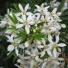 Choisya White Dazzler - Oranger Du Mexique Nain -Fleurs & Plantes Soldes Boutique choisya ternata white dazzler 781509 1