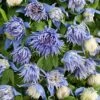 Clématite - Clematis Alpina Ocean Pearl -Fleurs & Plantes Soldes Boutique clematis alpina ocean pearl 85631 1