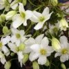 Clématite - Clematis Avalanche® -Fleurs & Plantes Soldes Boutique clematis avalanche 681431 3