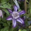 Clématite - Clematis Cassis -Fleurs & Plantes Soldes Boutique clematis cassis 681390 2