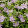 Clématite - Clematis Cezanne -Fleurs & Plantes Soldes Boutique clematis cezanne 87821 1 1