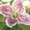 Clématite - Clematis Cirrhosa Freckles 2 Clématite - Clematis Cirrhosa Freckles -Fleurs & Plantes Soldes Boutique clematis cirrhosa freckles 771570 1